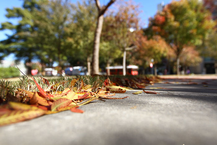 Leaves